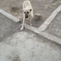 واگذاری سرابی