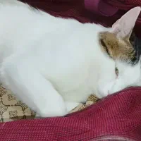 واگذارگربه