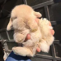 خرگوش لوپ بریتیش سوپرفلت|موش و خرگوش|شیراز, ارم|دیوار