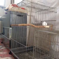 قفس کاسکویی محکم