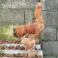 خروس ۴ ماه و نیم پورسلن خال ریز