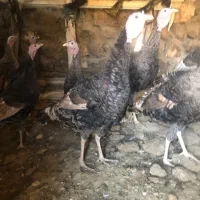 بوقلمو خانگی