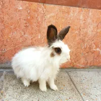 خرگوش خونگی|موش و خرگوش|شاهینشهر, خانه کارگر|دیوار