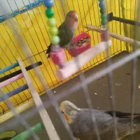 طوطی عروس و برزیلی|پرنده|محمدشهر, شهرک پیام (مهرالبرز)|دیوار