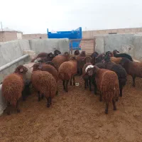 بره ماه های همو و هترو