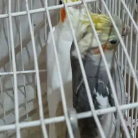 دوعدد جوجه عروس هلندی|پرنده|مشهد, نیروی هوایی|دیوار