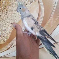 جفت عروس هلندی فریمان