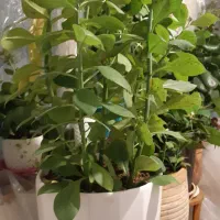 گل و گیاه زینتی آپارتمانی|گل و گیاه طبیعی|ری, اقدسیه|دیوار