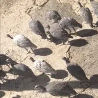 مرغ شاخدار