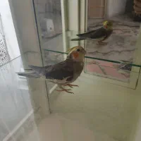 عروس هلندی گمشده