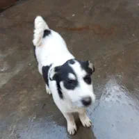 سگ ماده نژاد بومی واگذاری به شرط واکسن|سگ|رودسر, |دیوار