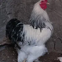 خروس برهما غاز نروماده