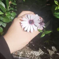 نیاز به پرستار جهت سالمند