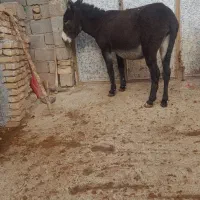 تعداد زیادی الاغ  درشت و هیکلی ماده و نر|حیوانات مزرعه|کنگاور, |دیوار