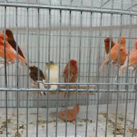 قناری ۹ ماهه قرمز و موزایکی و سوخته ای|پرنده|اصفهان, آفاران|دیوار