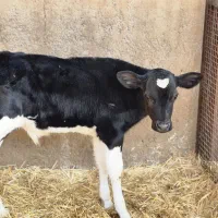 گاو و گوساله نرو ماده|حیوانات مزرعه|مرودشت, کناره|دیوار