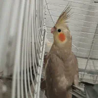 عروس هلندی نر