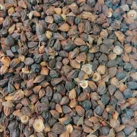 سپستان تازه امسالی