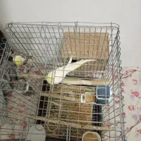 قفس پرنده و یه جفت عروس هلندی مولد|لوازم جانبی حیوانات|پاکدشت, حصار امیر|دیوار