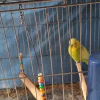 مرغ عشق رنگ خاص