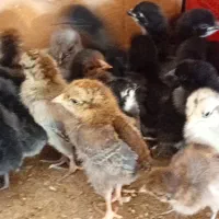 فروش ۵۰ عدد جوجه عربی