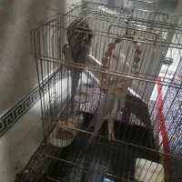 عروس هلندی مولد|پرنده|کوهدشت, |دیوار