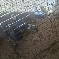 یک جفت کفتر پلاکی با جوجه