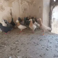 کفتر پلاکی