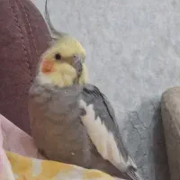 عروس هلندی سخنگو بالغ و باهوش