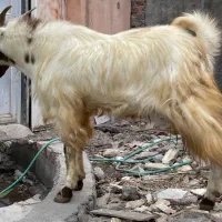 کره نرچاق