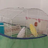 مرغ عشق|پرنده|قرچک, میرزائی جنوبی|دیوار