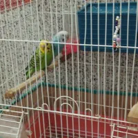 مرغ عشق زیبا ونروماده بدونه قفس