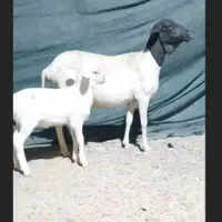 میش صومال بابره نر|حیوانات مزرعه|بندرعباس, |دیوار