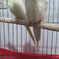 جفت مولد عروس هلندی و ماده زعفرانی