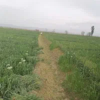 گندم ابی پیشگام