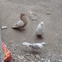 کفتر.نره سرت زرد مست و شرورتادلت بخاد..
