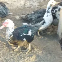 بز ،غاز ،بوقلمون ،اردک روسی|حیوانات مزرعه|نظرآباد, |دیوار