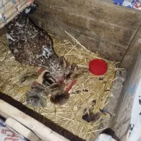 مرغ گلین وجوجه|حیوانات مزرعه|کارزان, |دیوار