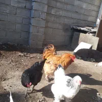 مرغ وخروس برهما|حیوانات مزرعه|گمیشان, |دیوار