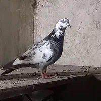 کبوتر