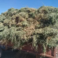 یونجه خالص چین سوم