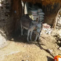 اگهی|حیوانات مزرعه|ویسیان, |دیوار