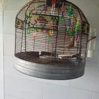 سهره خاکی نر