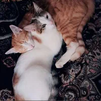 واگذاری گربه‌ی ۸ماهه رایگان