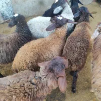 کاملا ارگانیک وبهداشتی|حیوانات مزرعه|قزوین, |دیوار