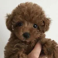 واگذاری توی و تاینی پودل