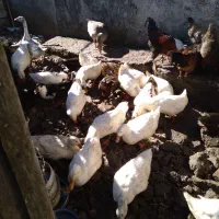 اردک گوشتی تعداد محدود