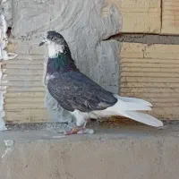 کبوتر پرشی|پرنده|سمنان, |دیوار