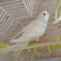 مرغ عشق معاوضه