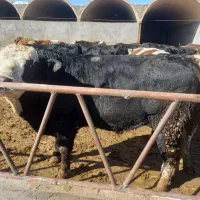 گوساله پرواری سمینتال